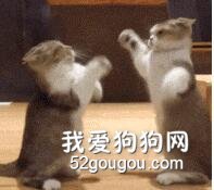 看這兩只小奶貓打架，我能看一年...