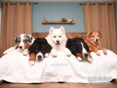 養了五只狗狗，其中一只去世后，剩下四只的這個舉動很戳心...