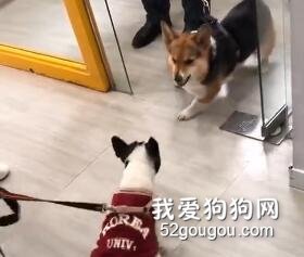 斗牛犬遇上柯基，兩只小短腿一觸即發，結果好尷尬...