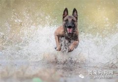 犬訓練的黃金階段