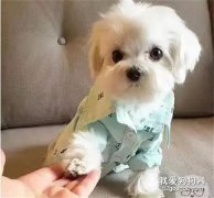 狗狗害怕打雷嗎？