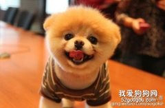 狗狗為什么會盯著主人看？