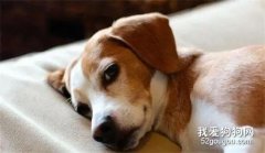 狗狗拉肚子如何處理?