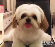 狗狗干嘔怎么辦?