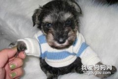 狗狗牙齦出血怎么辦？