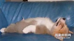 狗狗小便變黃怎么回事?
