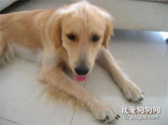 狗狗牙齒松動怎么辦？
