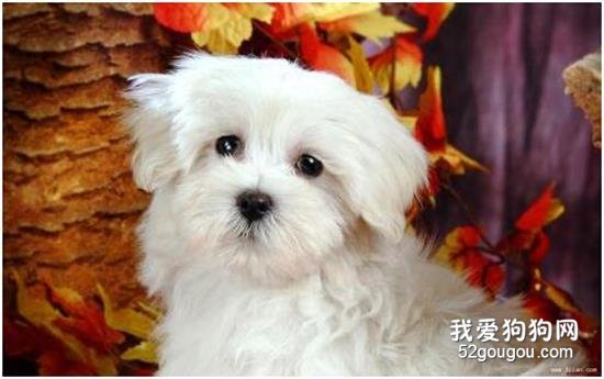 小狗感冒癥狀，寵物狗感冒了吃什么藥?