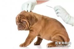犬細小病毒病的預防及治療
