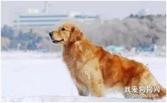 寵物出國準備手續詳細教程