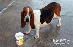 狗狗懷孕吃什么補充營養？