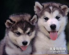 狗狗絕育的有關知識