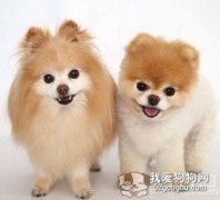 狗狗的生理性知識大掃盲