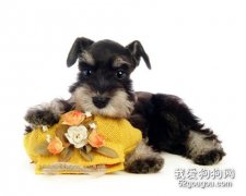 母犬發情期間需要特殊護理