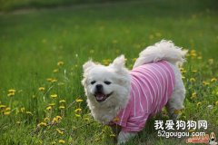 寵物狗兩大日常疾病的治療