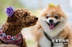 節假日如何安置你的狗狗