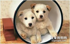 狗狗突然抽搐，狗狗抽搐站不起來