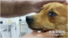狗狗流眼淚咋回事，小狗流眼淚怎么回事?