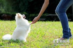 如何做好小狗的早期訓練
