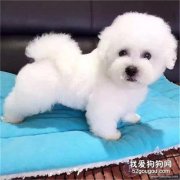 如何做狗狗的排便排尿訓練？