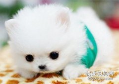 犬窩咳如何治療？