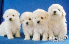 狗狗的懷孕時間表