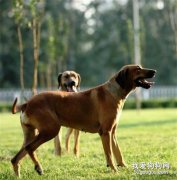狗狗關節類疾病的保守治療方法