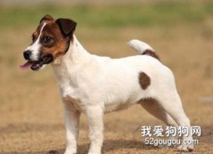 狗狗髖關節發育不良的相關信息