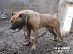 世界衛生組織推薦的咬傷處理方法