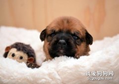 狗狗嘔吐的原因和護理方法