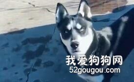用四川話罵了一下二哈，結果這貨的眼神...