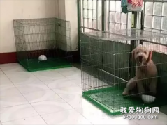 回家發現二哈越獄了，覺得有貓膩就看了監控，結果...