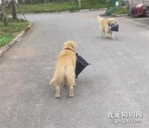 大金毛下樓拿快遞，結果遇到了同行，瞬間惺惺相惜了起來...