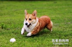 如何正確訓練狗狗的10條要領