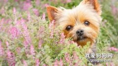 狗狗中暑的處理方法