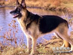 狗狗身上長哪類腫塊危險性較大