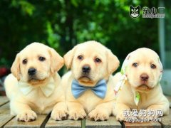 狗狗14個為什么