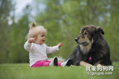 狗狗的知識大全