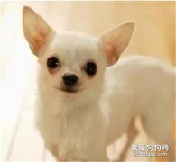 狗狗營養的需要