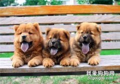 幼犬的健康食譜