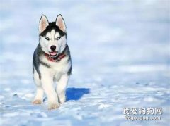 狗狗冬天究竟需不需要穿衣服？這里給你科學答案！