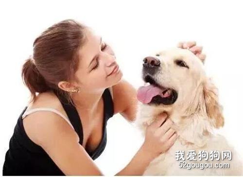 狗狗護食行為太可怕，幾招輕松改掉！