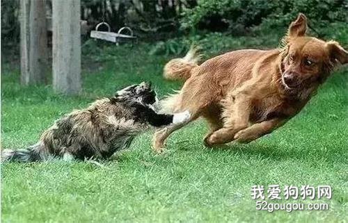 等著，我回家叫我大哥去....