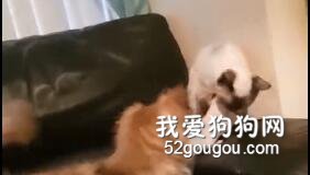 狗子找貓咪玩，貓咪護著老鼠，老鼠黏著...你們三個啥關系？