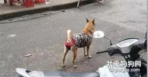 狗子穿三點式的內衣上街，被另一只狗子看見后：你就是我要的汪！