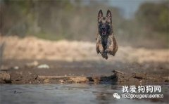 如何選到好馬犬，不想被騙的可以看看！