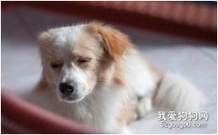 “狗翻腸”請謹慎！
