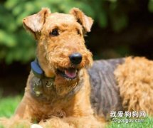 如何讓狂叫的狗狗立刻安靜下來？