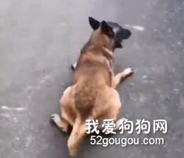 狗狗跟主人去拿快遞，發現都是給自己買的零食后……