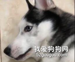 二哈對著鏟屎的齜牙咧嘴警告，沒想到主人更加兇殘！